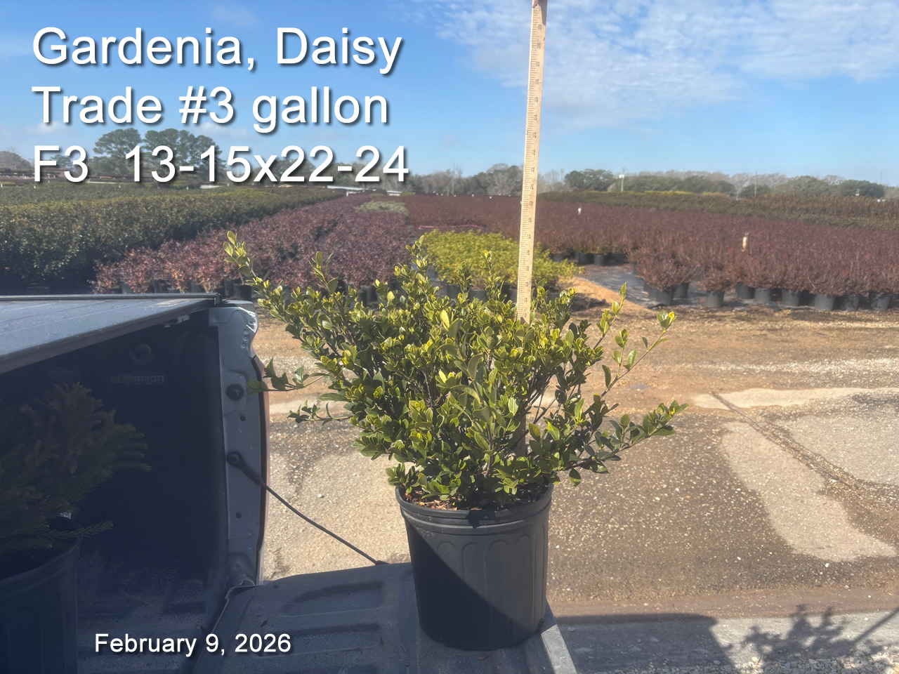 gallery/gdai3t f3 feb9.jpg